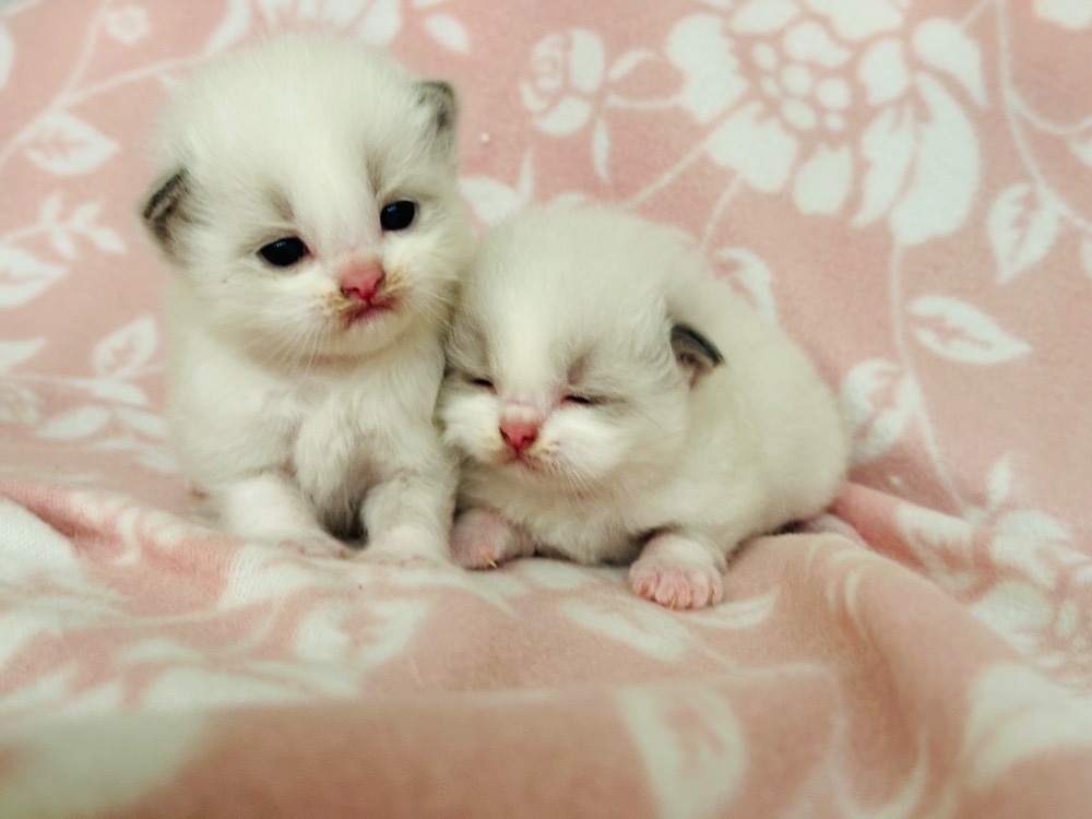 blue bicolor boys from Shuri