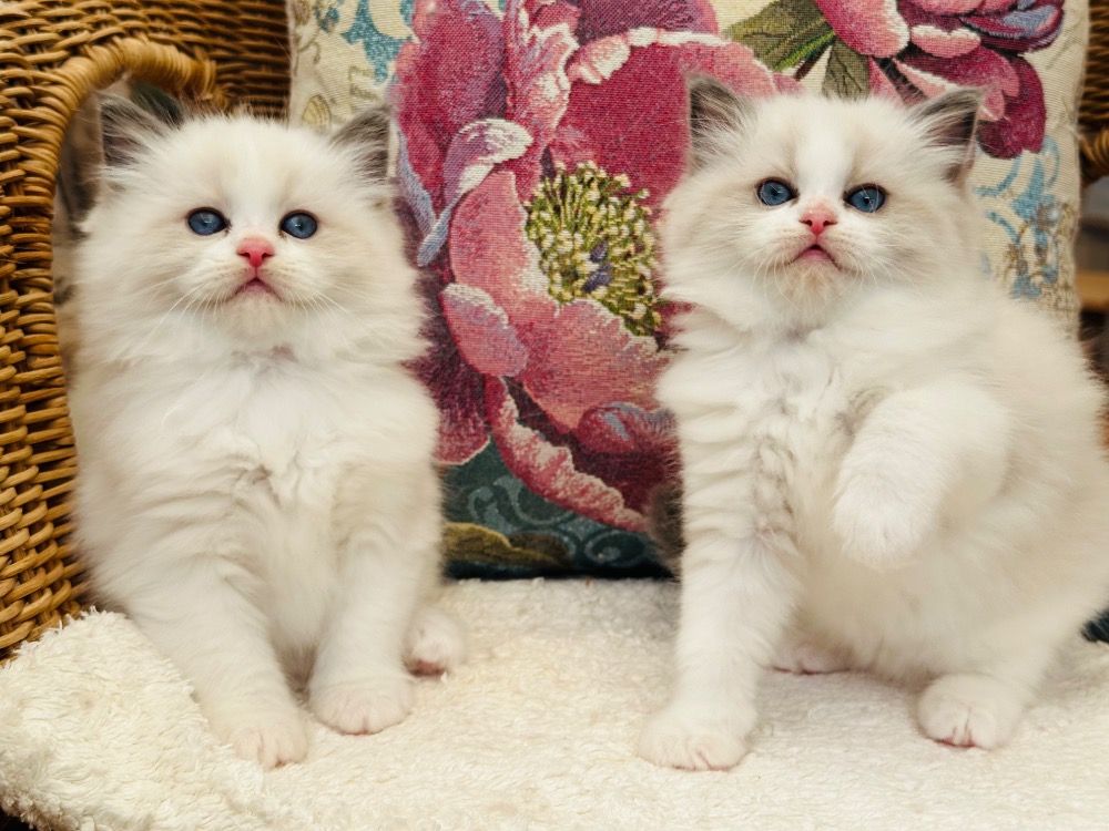 Stanley a Lottie