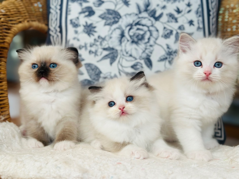 Rozinka's babies
