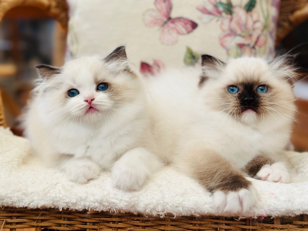 Mondie a Margot